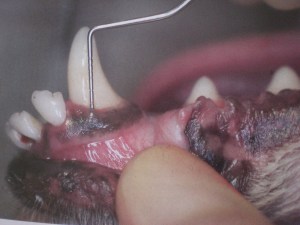 miami_pet_dental_cleaning_without_aneshesia