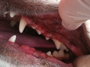 dog-teeth-after cleaning dental