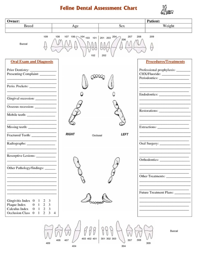 feline_dental_chart