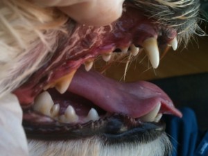 maltese-before-dental-april2013