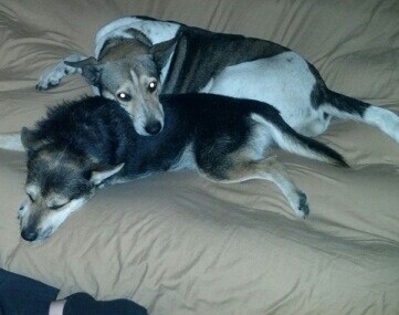 IMG_20130103_154730.jpg image