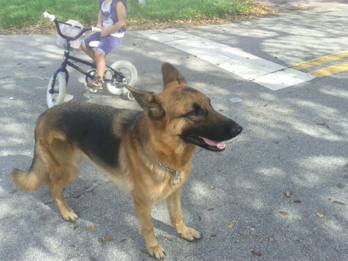 IMG_20130114_111335.jpg image