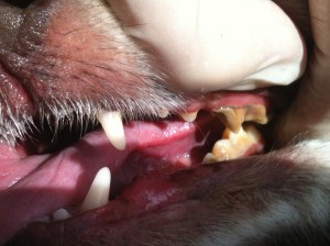 dog-teeth-before