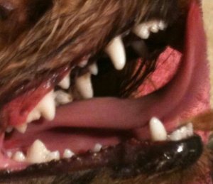 white teeth after dental cleaning