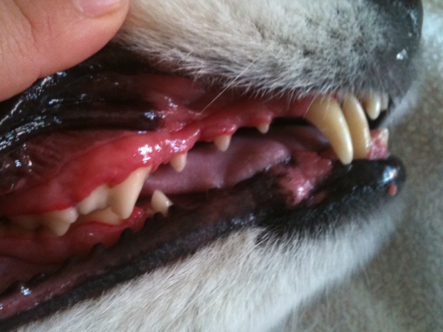 samoyed teeth after dental cleaning