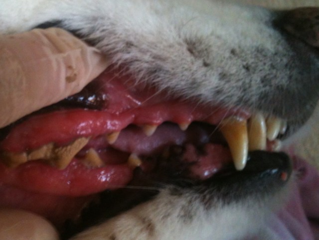 samoyed teeth before dental cleaning