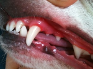 dental cleaning after picture