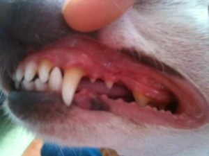dental cleaning before picture